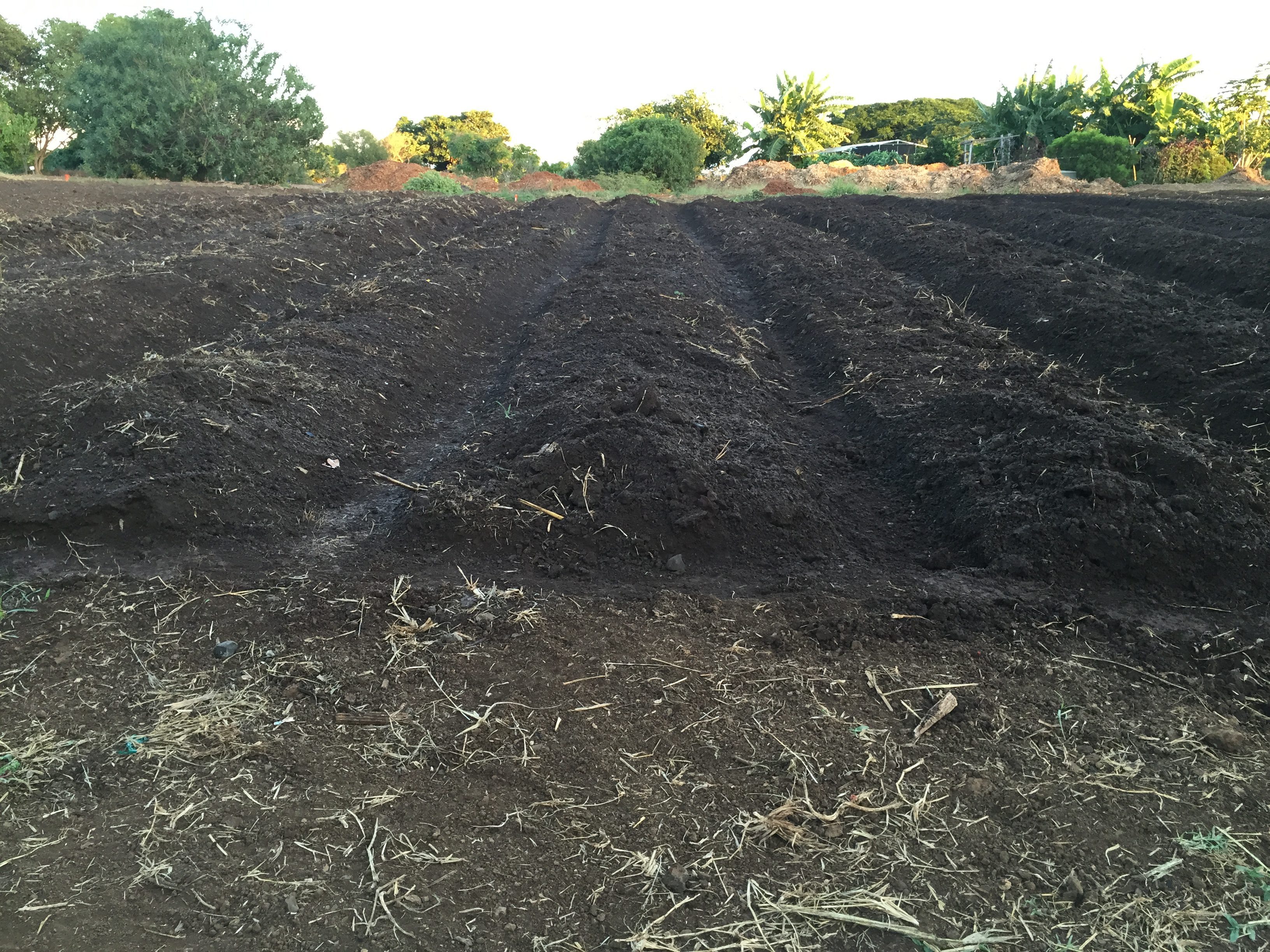 Plot with raised bed