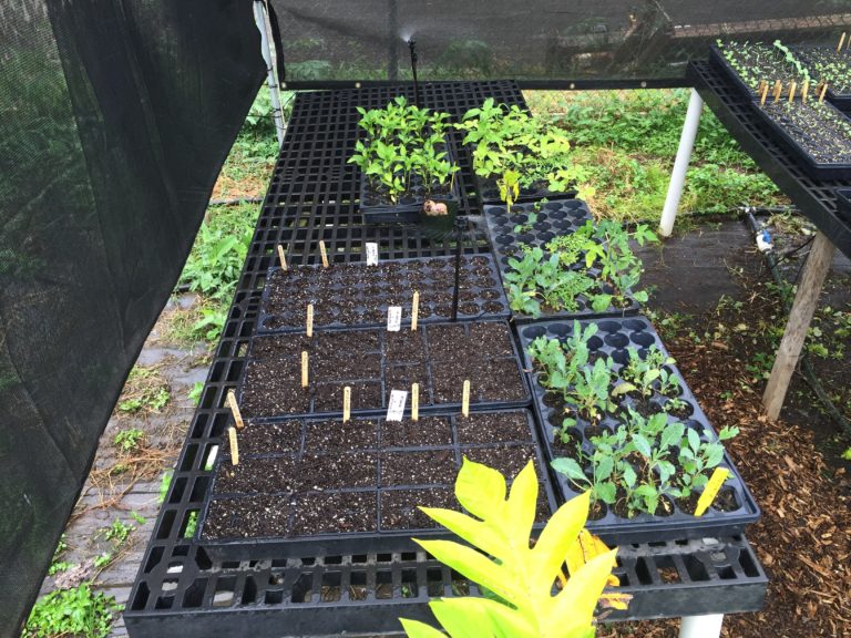 Crops In Our Nursery