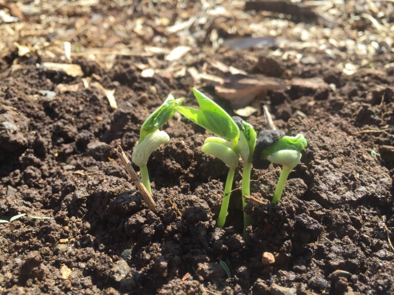 Sprouting beans