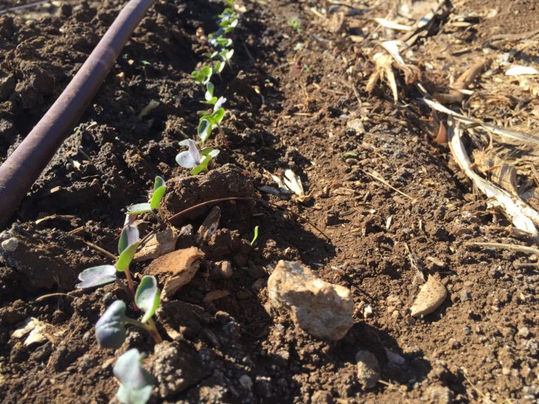 Daikon and Snow Peas Sprout